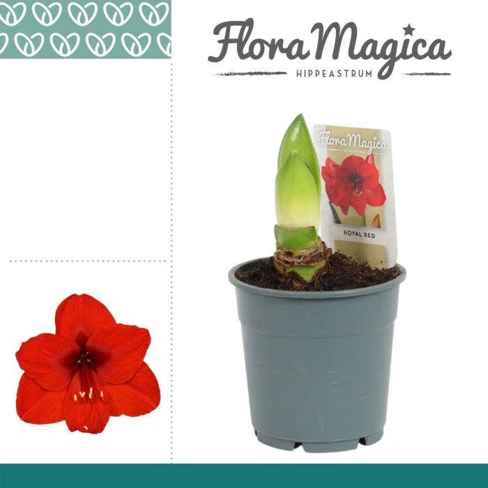 Hippeastrum Royal Red