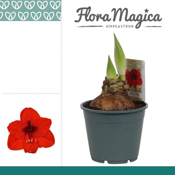 Hippeastrum Royal Red