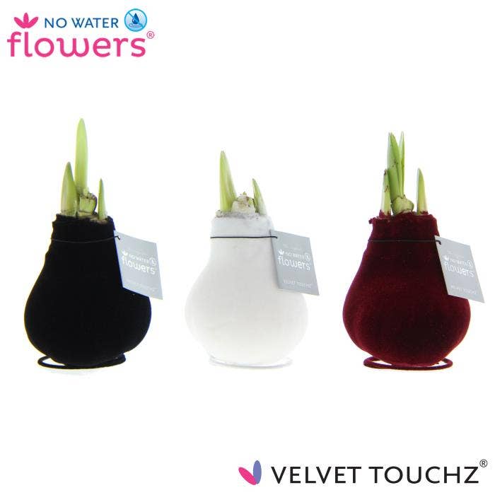 Hippeastrum Velvet Touchz Classic