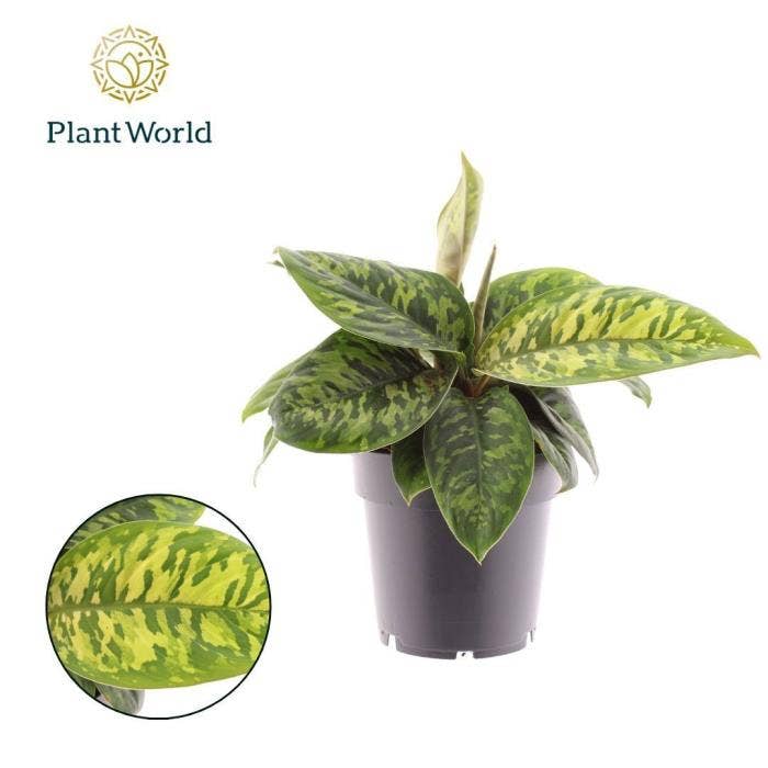 Homalomena Camouflage