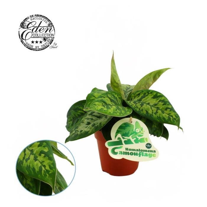 Homalomena Camouflage