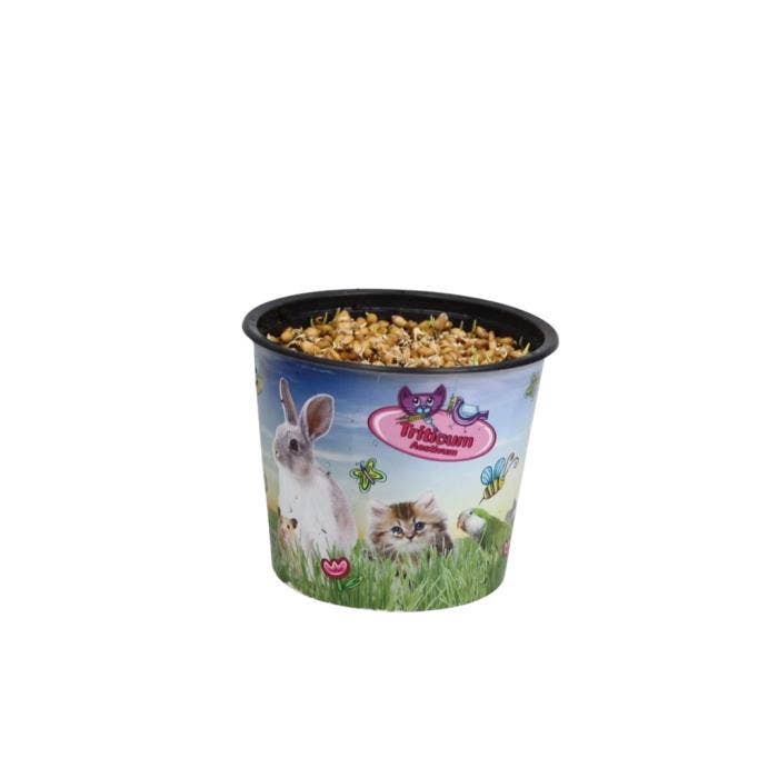 Hordeum in potcover PET