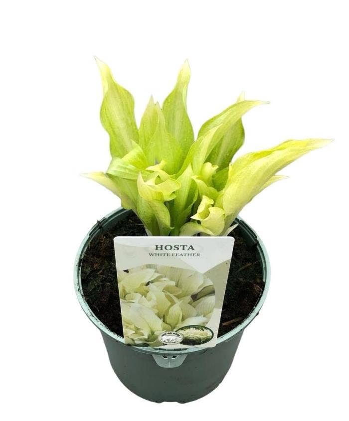 Hosta 'White Feather'
