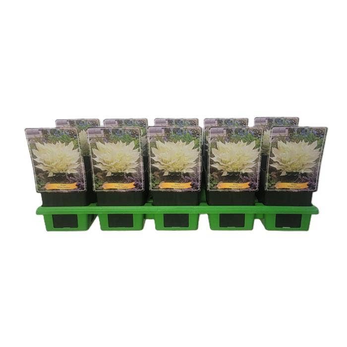 Hosta 'White Feather'