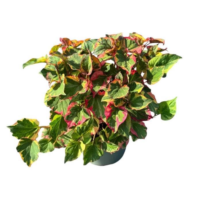 Houttuynia cort. 'Chameleon'