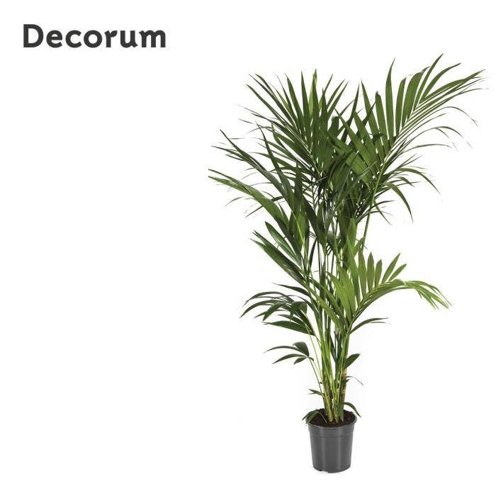 Howea forsteriana (Kentia palm)