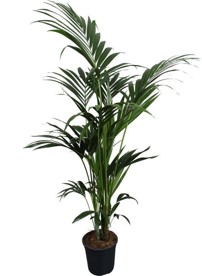 Howea forsteriana (Kentia)