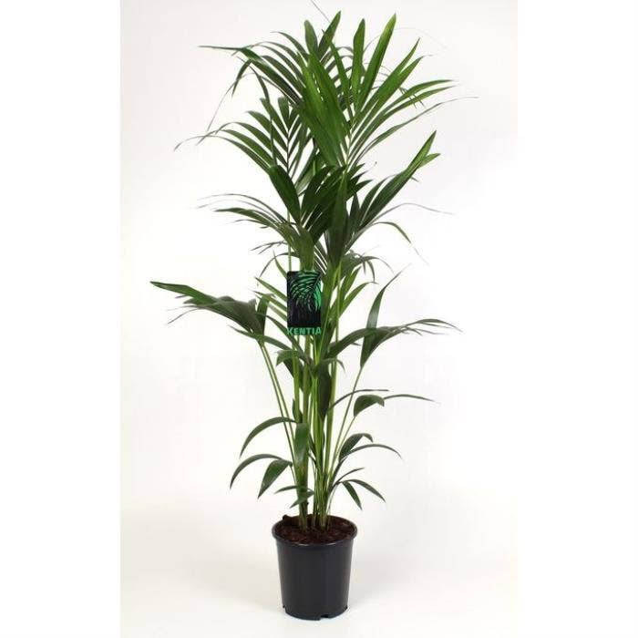 Howea forsteriana