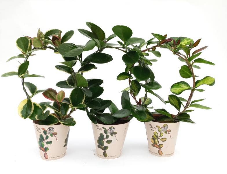 Hoya in Botanic potcover