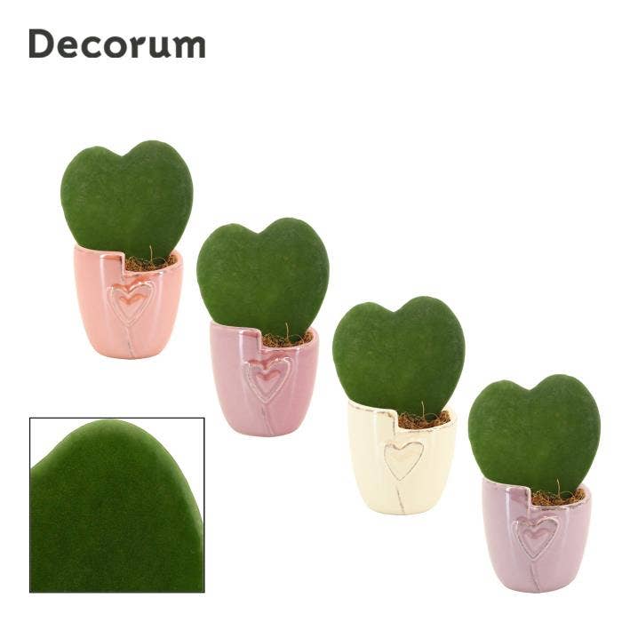 Hoya kerrii single in Joa