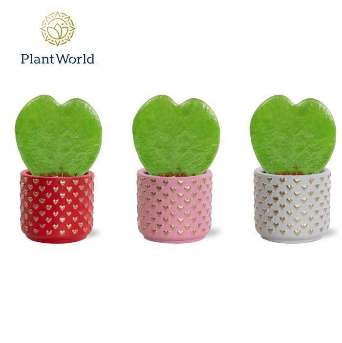 Hoya kerrii single in Kaya