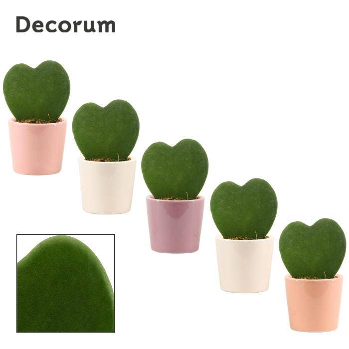 Hoya kerrii single in Maui