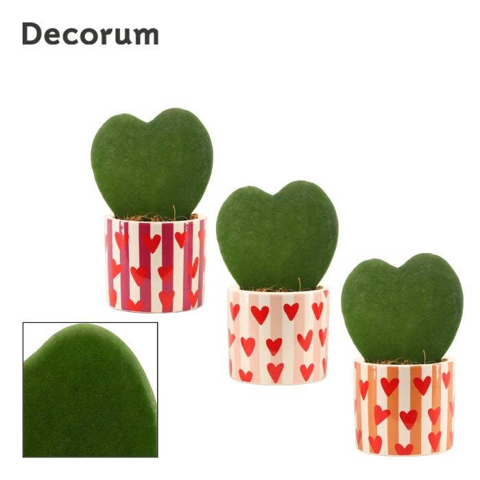 Hoya kerrii single in Noura