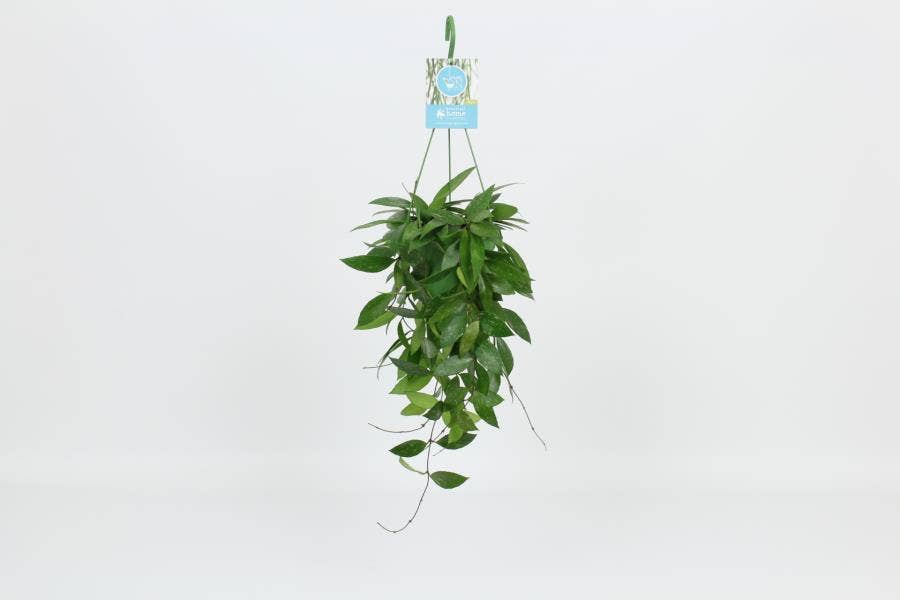 Hoya Memorio Gracilis in hanging basket