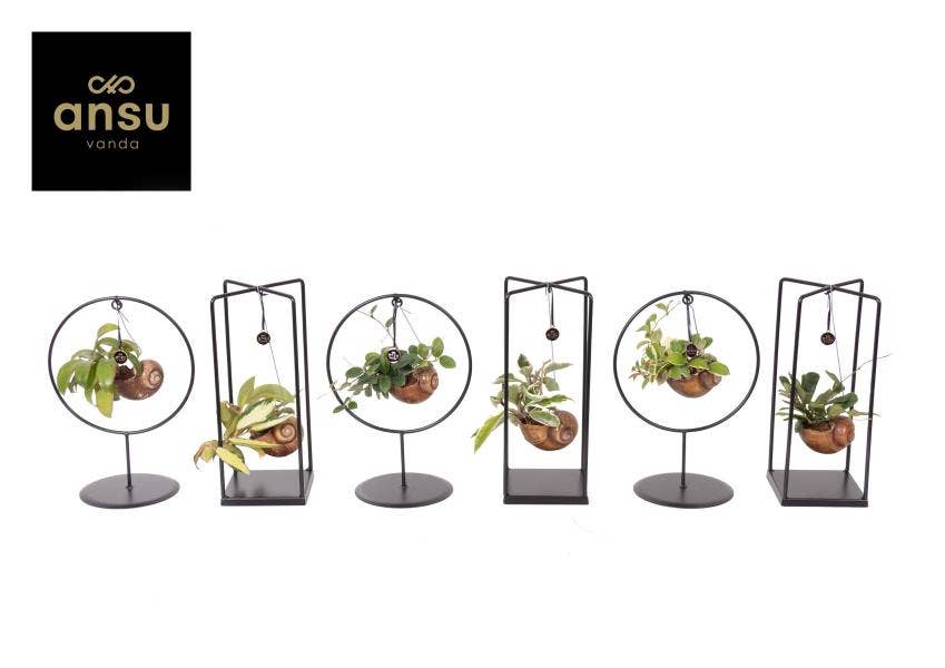 Hoya Shelly Cube/Ring mix (Medium)