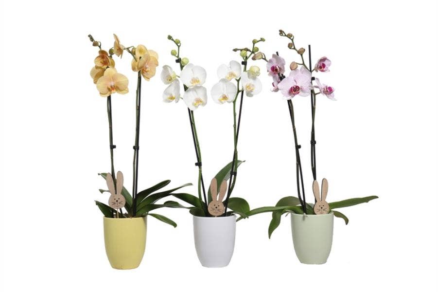 Hugo p12 mix easter Phal mix 2T14+