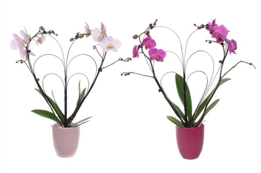 Hugo p12 pink/purple Phal hartvorm mix 2T14+