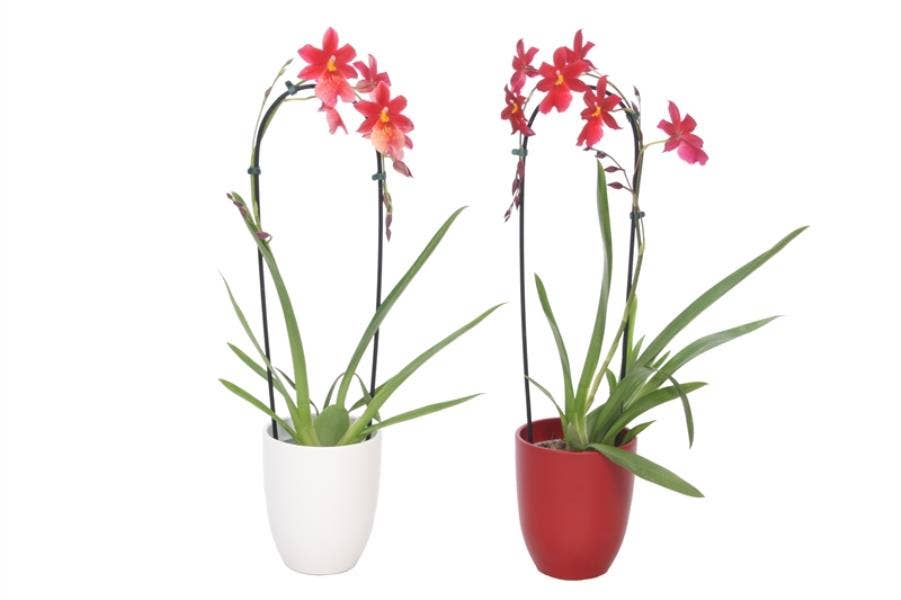 Hugo p12 red/white Cascade Nelly Isler 1T10+