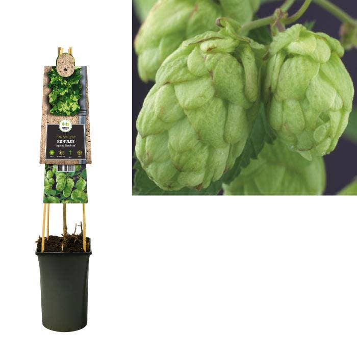 Humulus lupulus nordbrau