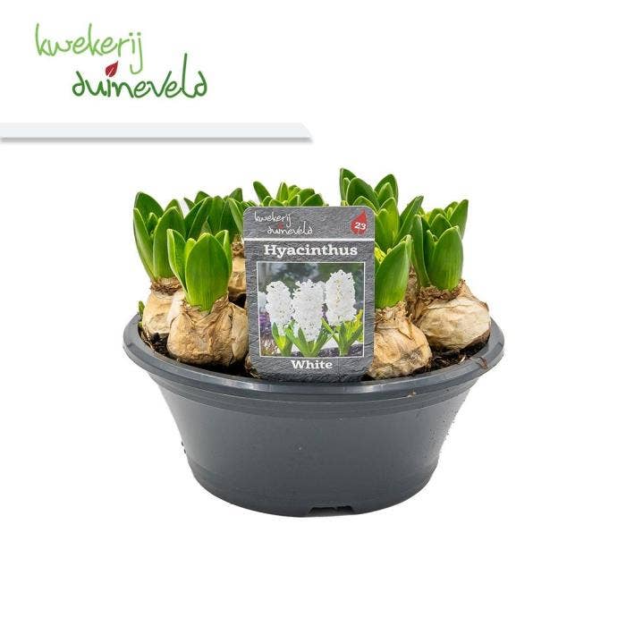 Hyacint White Pearl