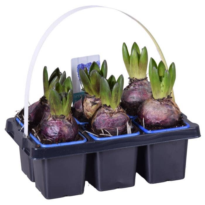 Hyacinth six-pack blue
