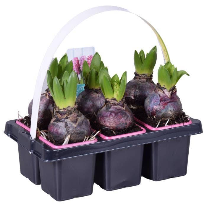 Hyacinth six-pack pink
