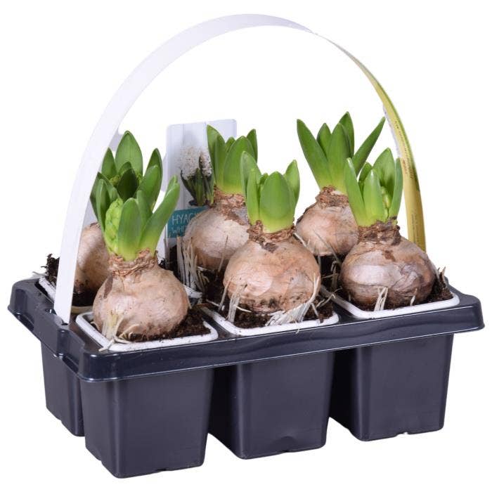 Hyacinth six-pack white