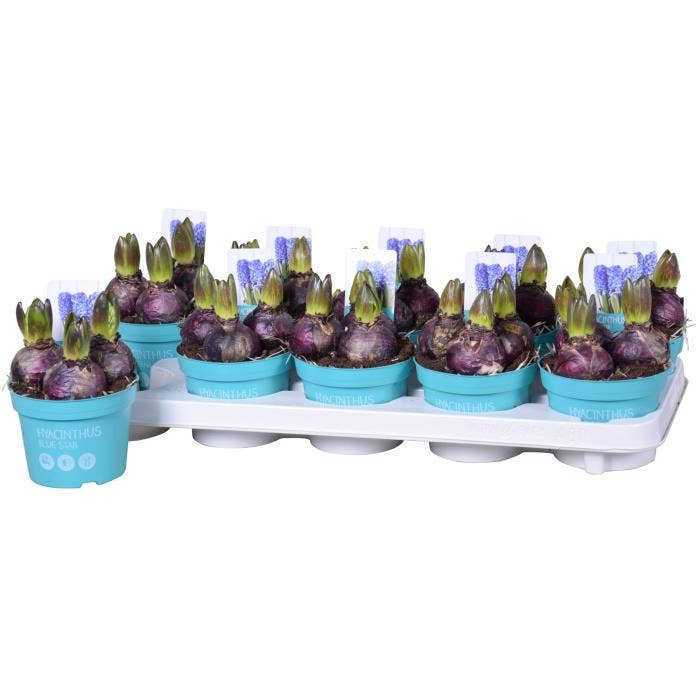 Hyacinthus Blue