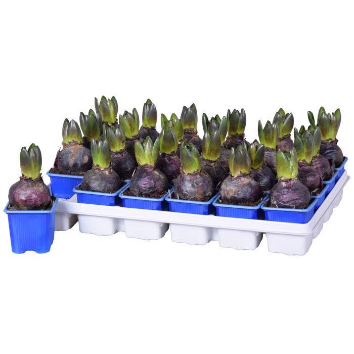 Hyacinthus ori. 'Blue Star'