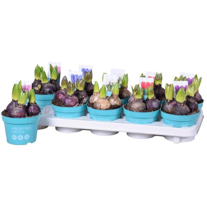 Hyacinthus ori. 'Diamond collection'