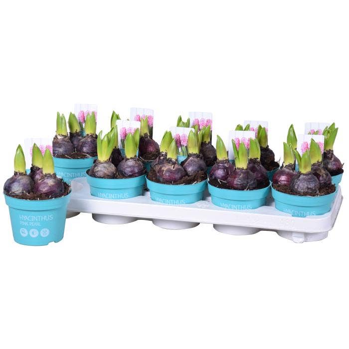 Hyacinthus ori. Pink Pearl 'Diamond coll.'