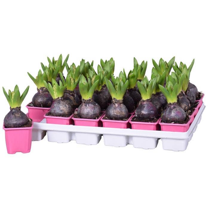 Hyacinthus ori. 'Pink Pearl'