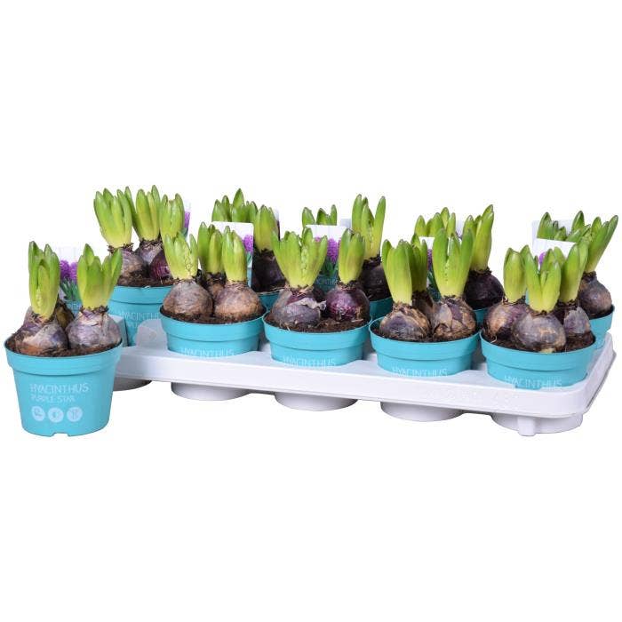 Hyacinthus ori. Purple Sensation 'Diamond coll.'