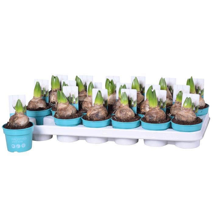 Hyacinthus ori. White Pearl 'Diamond coll.'