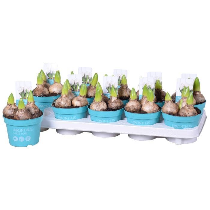 Hyacinthus ori. White Pearl 'Diamond coll.'