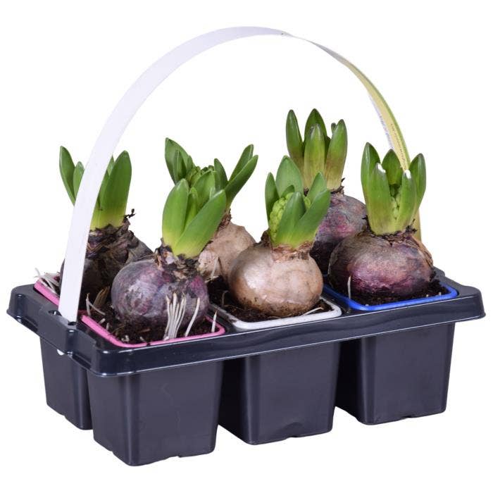 Hyacinthus orientalis 6-pack