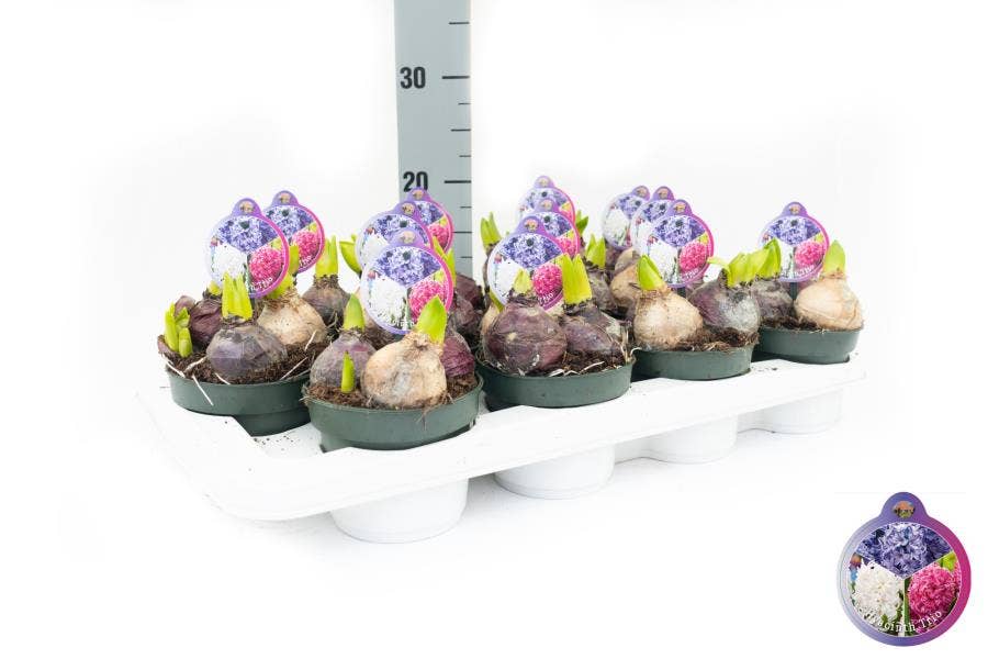 Hyacinthus orientalis Trio Blue-White-Pink