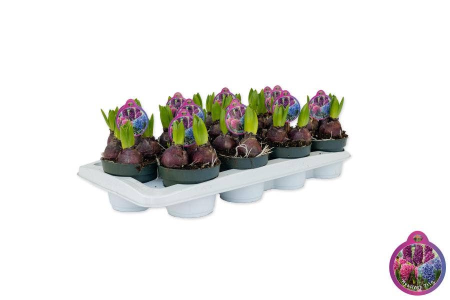 Hyacinthus orientalis Trio Pink-Purple-Blue