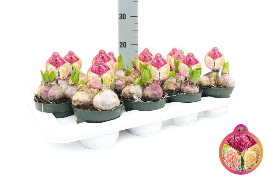 Hyacinthus orientalis Trio Red-Orange -Yellow