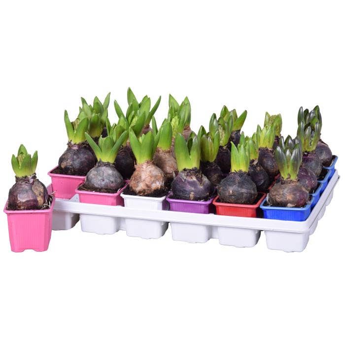 Hyacinthus orientalis