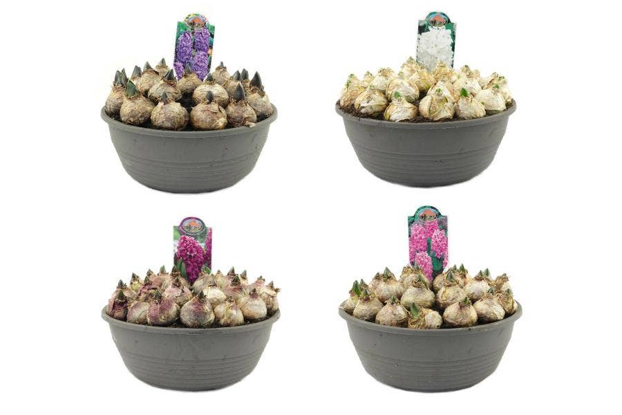 Hyacinthus orientalis