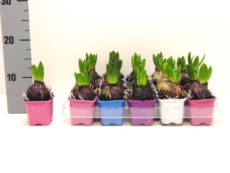 Hyacinthus orientalis 