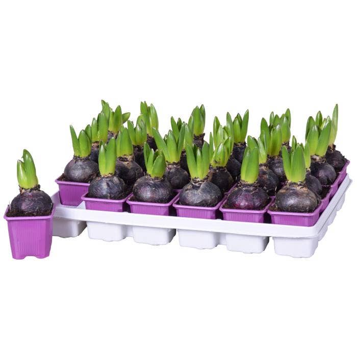 Hyacinthus Purple