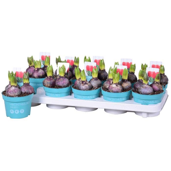 Hyacinthus Red