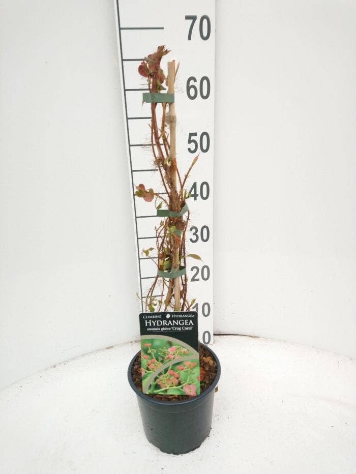 Hydrangea an. gl. 'Crug Coral'
