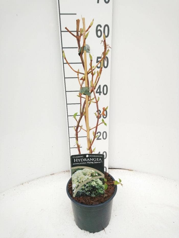Hydrangea an. petiolaris 'Flying Saucer'