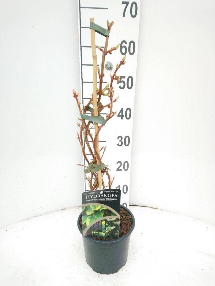 Hydrangea an. petiolaris 'Mirranda'