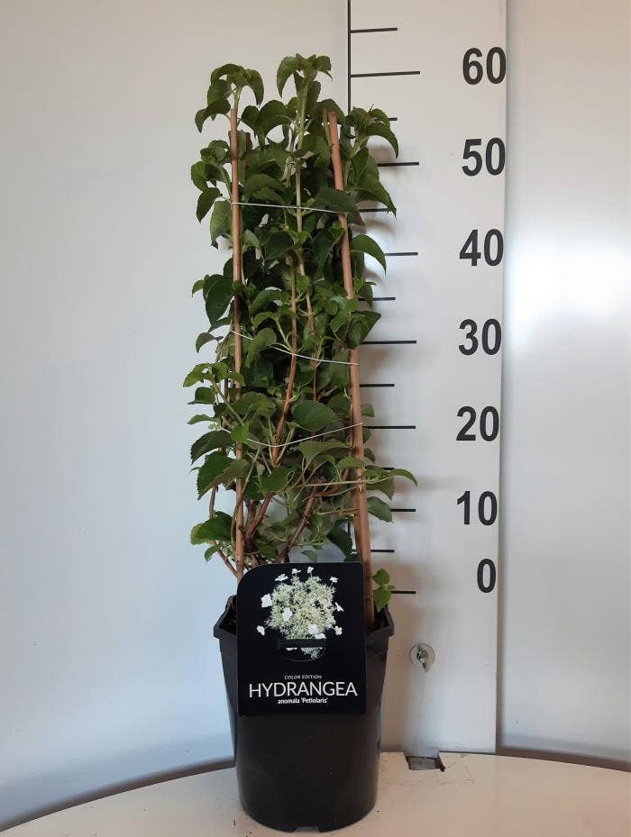 Hydrangea an. petiolaris