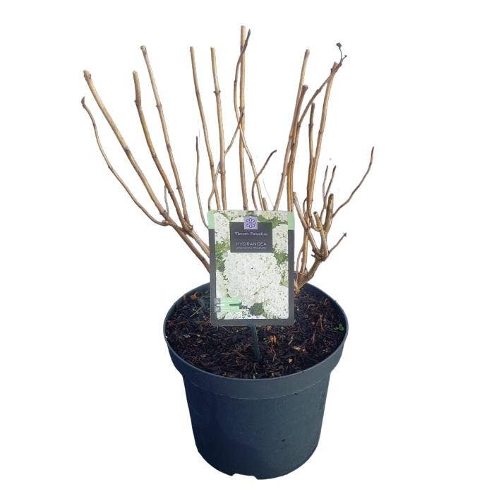 Hydrangea arb. 'Annabelle'