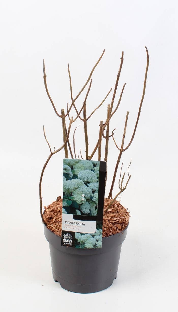 Hydrangea arb. 'Annabelle'